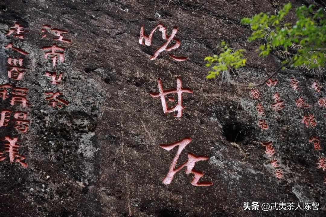 武夷岩茶不夜侯什么味道,晚甘侯武夷岩茶