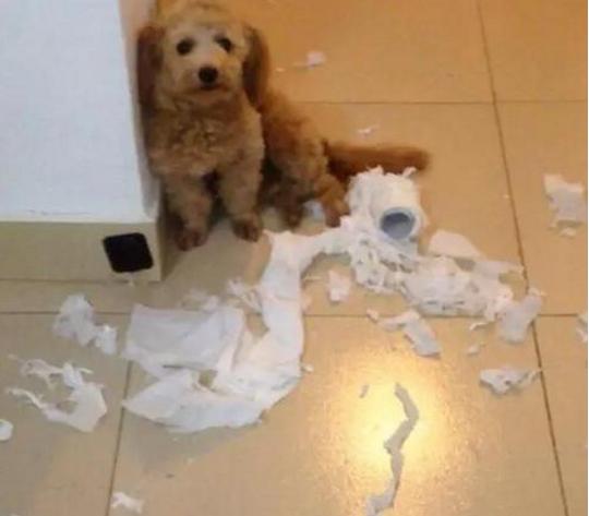 泰迪幼犬换牙注意事项,泰迪犬换牙吃硬狗粮能咬动吗