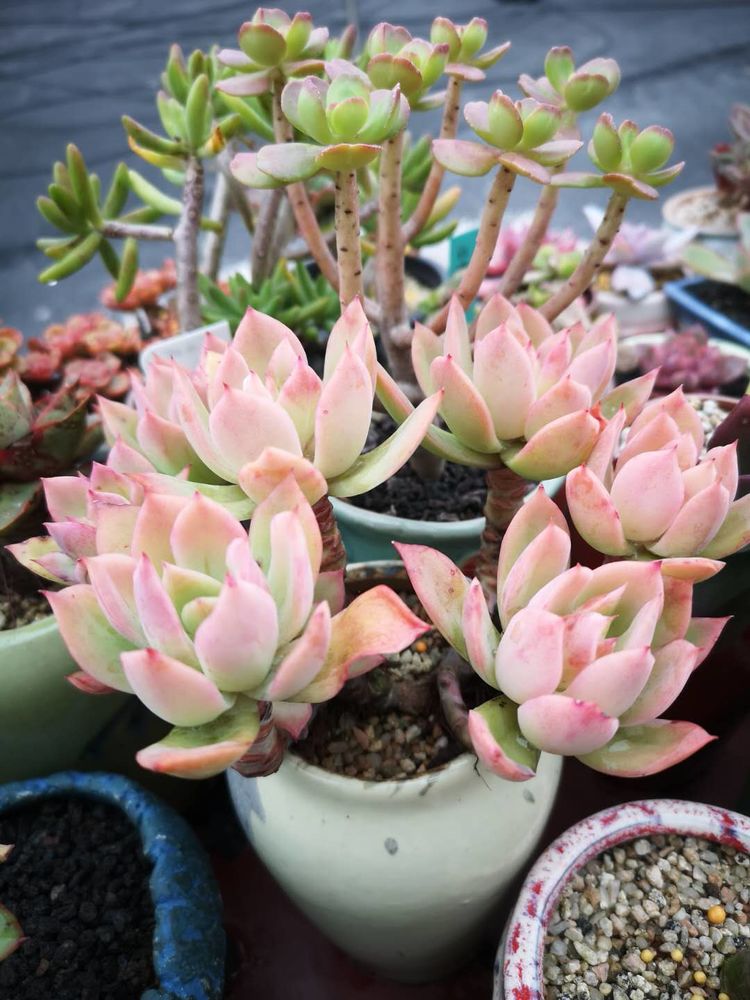 误打误撞的多肉情缘,带我走进多肉小世界!