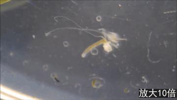 鱼苗消毒和病虫防治,水花鱼苗气泡病发病原因