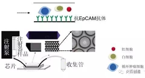 循环肿瘤细胞捕获方法的研究进展,扩增型循环肿瘤细胞检测数值高
