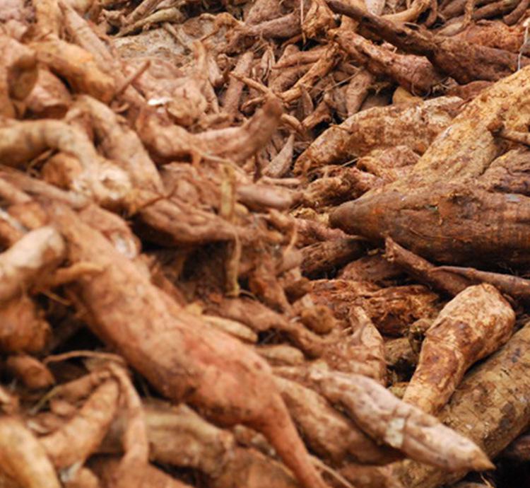 葛根野生中草药图谱大全,葛根野生图片