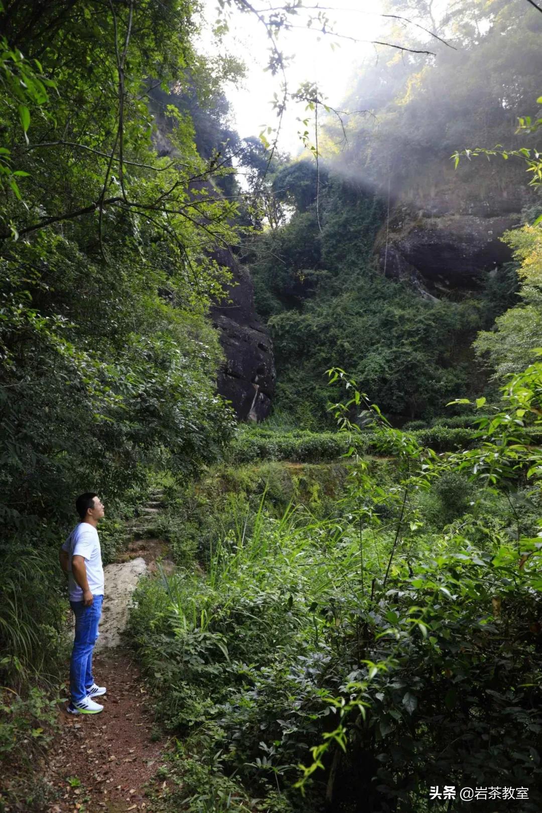 武夷山岩茶正岩山场详细介绍,岩茶玩家牛栏坑肉桂