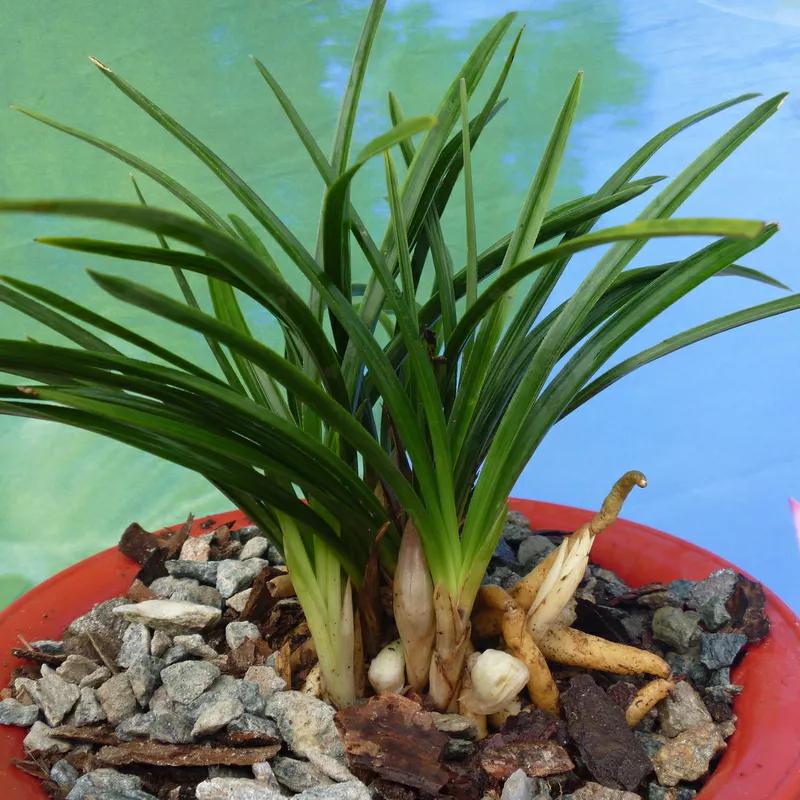 墨兰叶子尖发黄怎么补救,墨兰叶子发黄快速补救方法