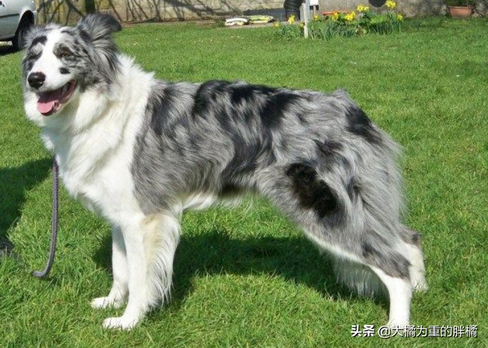 边境牧羊犬颜值高吗,颜值最高的牧羊犬