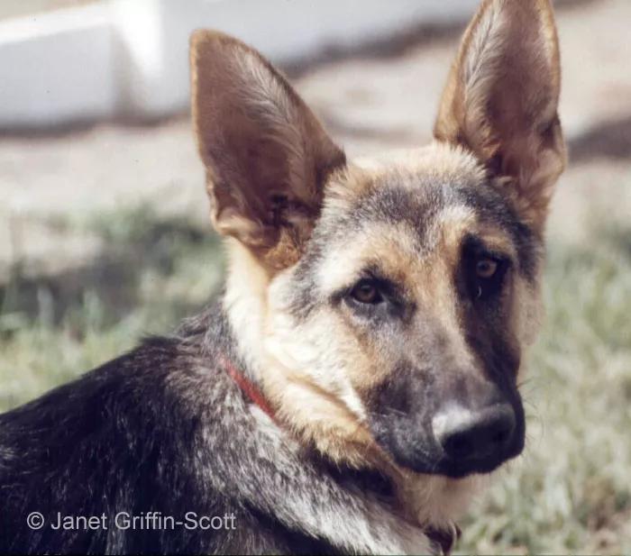 画牧羊犬详细教程,德国牧羊犬画画