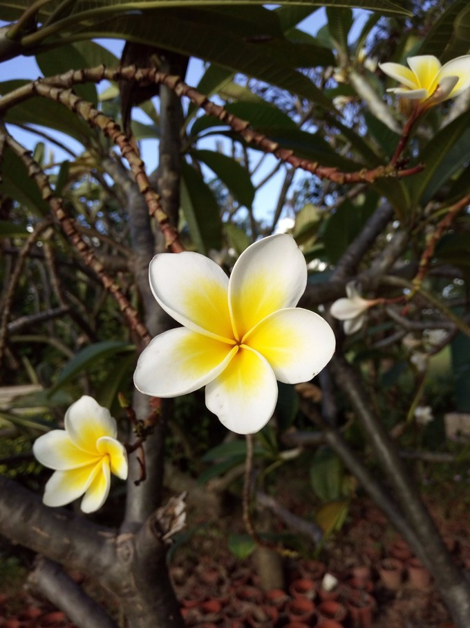 三亚自由行详细攻略,三亚自由行的详细攻略