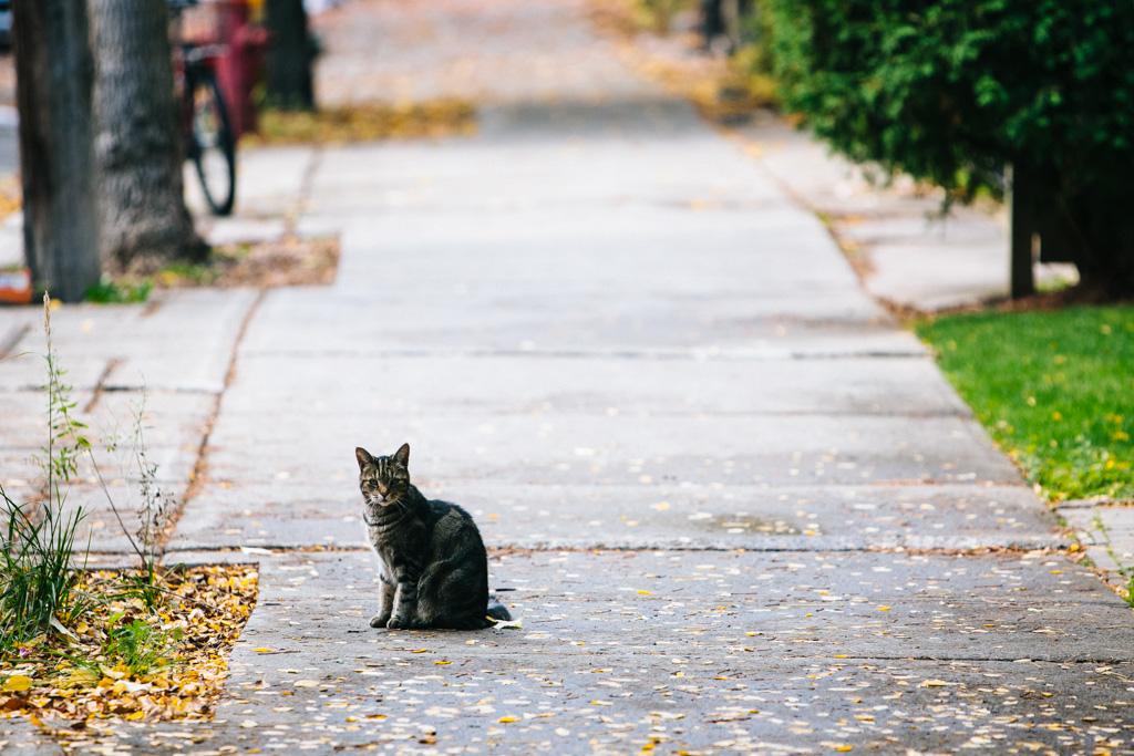 猫咪出去它会以什么方式找回家的,猫咪从家里跑出去还能找回来么