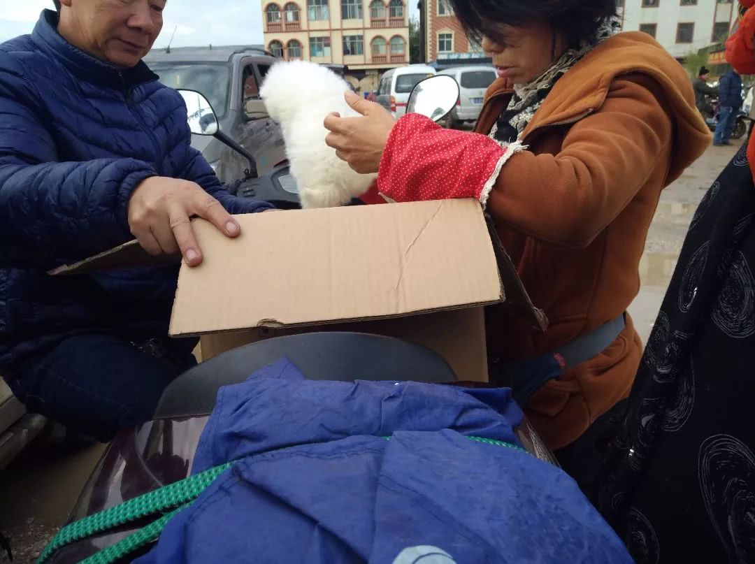 哪里出售贵宾幼犬,白色贵宾幼犬哪里有卖的