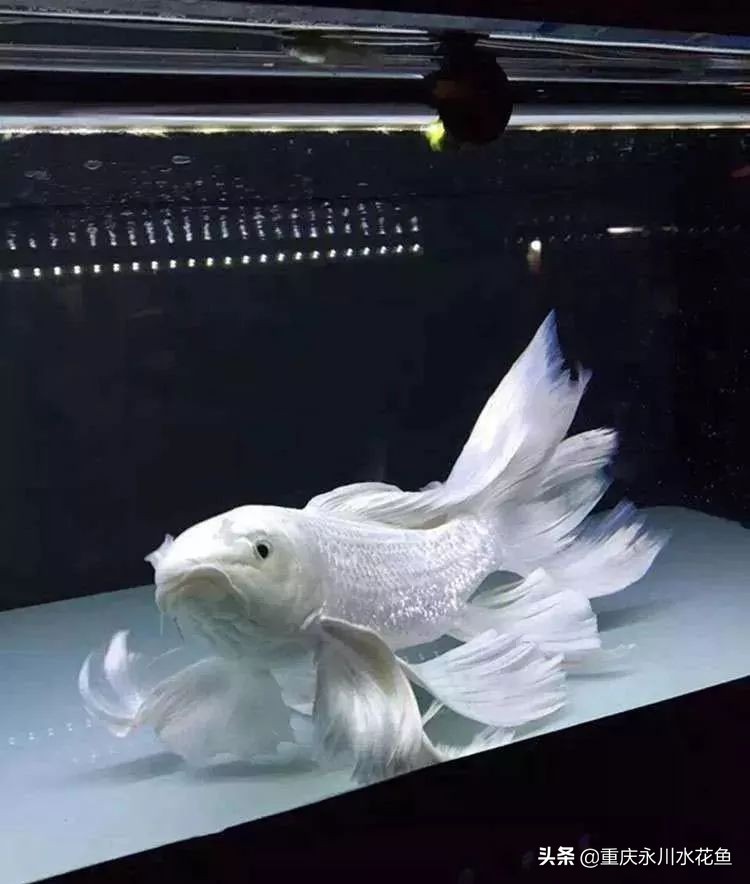 普身蝴蝶鲤和龙凤锦鲤的区别,龙凤锦鲤和蝴蝶锦鲤哪个更贵