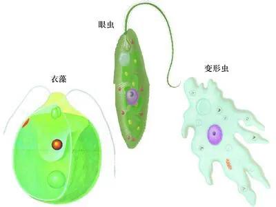 物种起源纪录片,物种的起源全文免费阅读