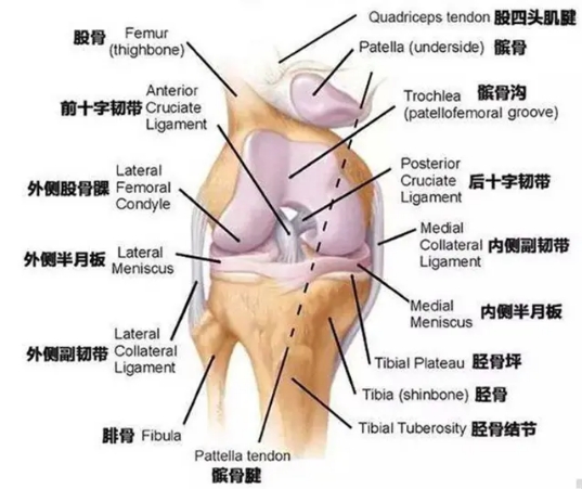 孩子膝盖内侧韧带损伤,儿童膝盖韧带损伤怎么治疗