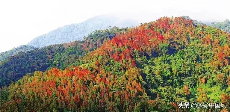 海南天然氧吧舒适景点,海南岛热带天然森林