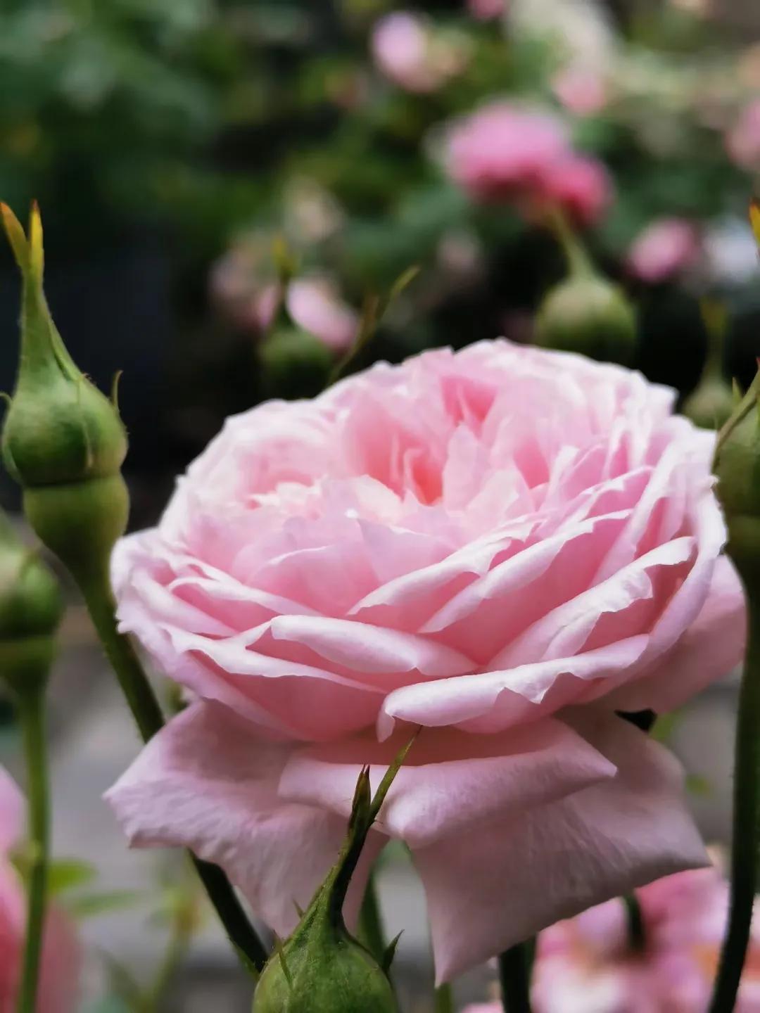 五月，此地谷幽芳菲盛