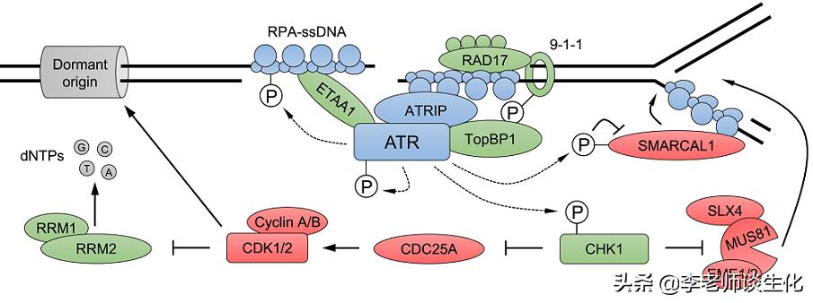 参与损伤dna切除修复的酶,DNA损伤修复机制