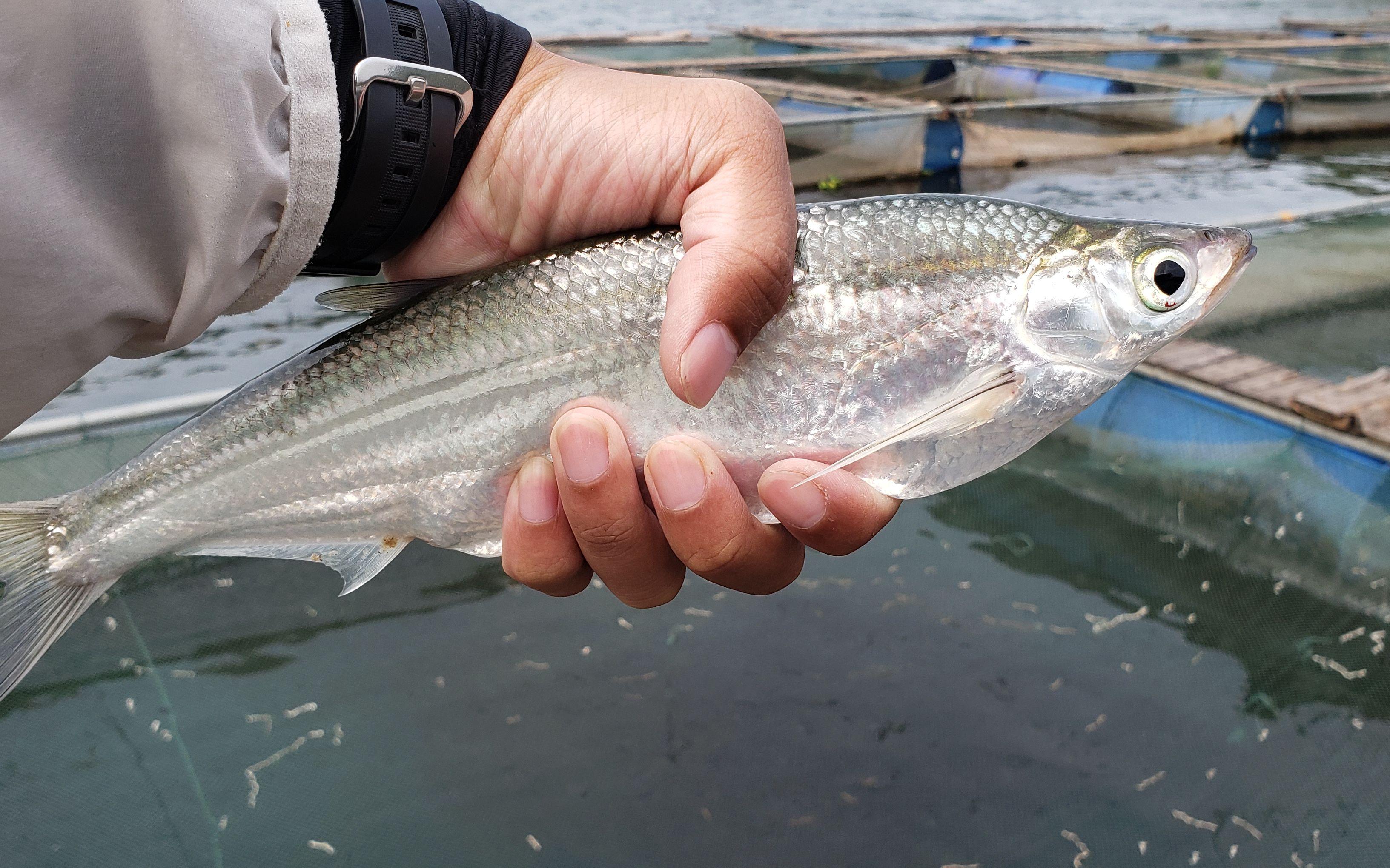 钓翘嘴到底好不好,怎么钓翘嘴三种方法帮你解决难题