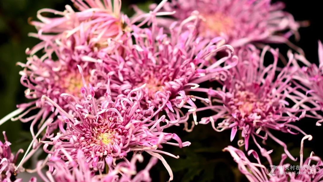 深秋时节的菊花展诗情画意,秋日赏菊30幅菊花图