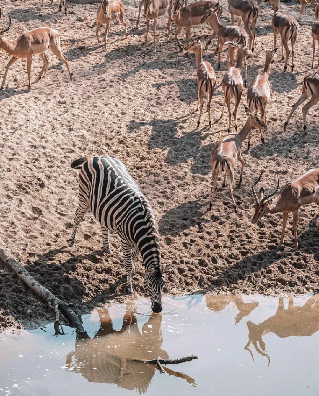 非洲猎游全攻略，让你分分钟玩转非洲草原