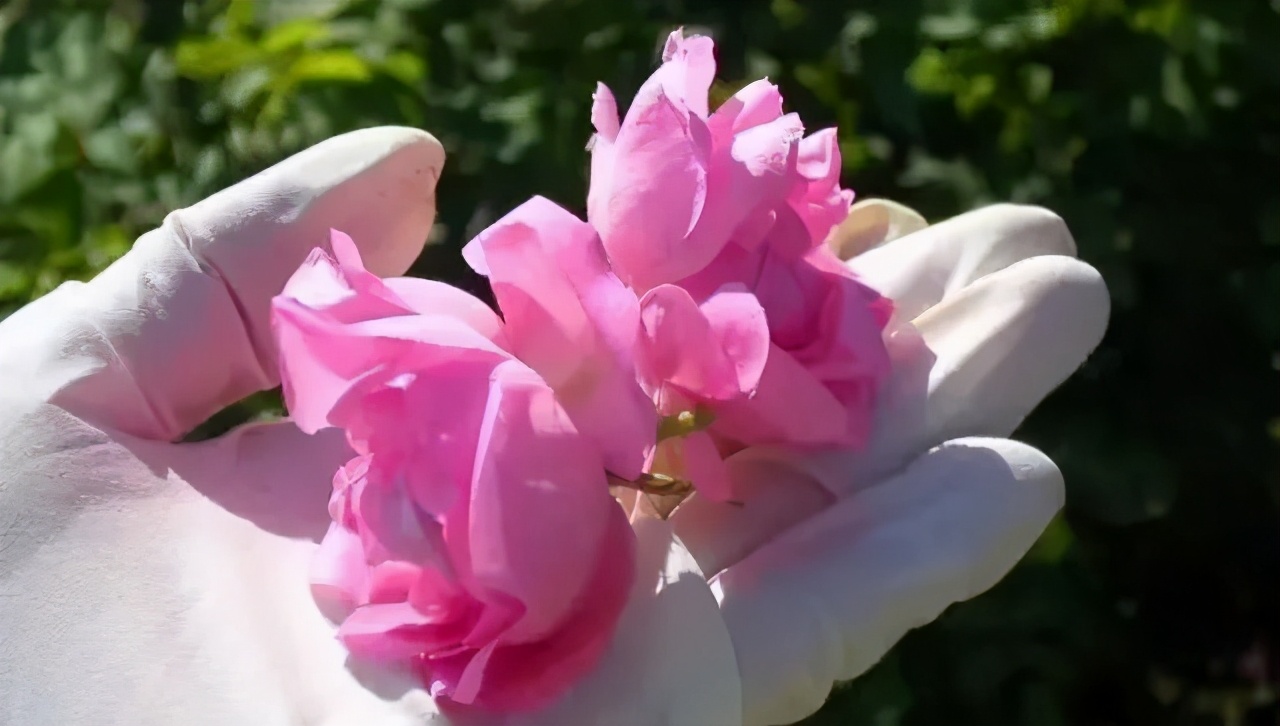 大马士革玫瑰纯露如何选,大马士革玫瑰纯露跟白玫瑰纯露