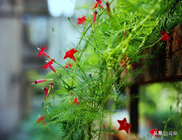 这些花,当年种当年轻松变花墙,好看还好养!