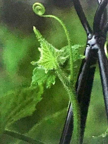 阳台黄瓜的种植如何保水保肥,阳台黄瓜怎么浇水多长时间浇一次