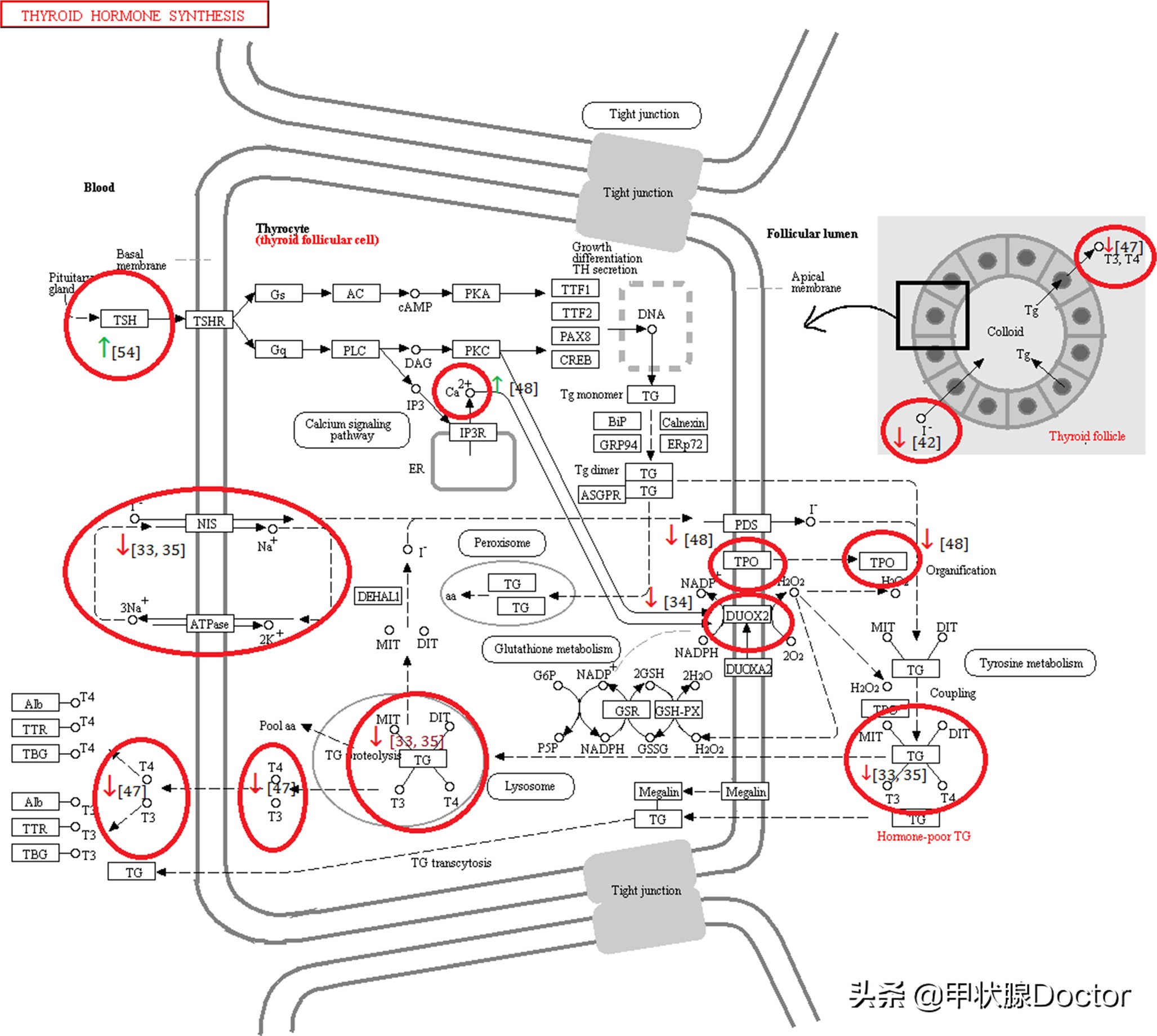 手机辐射对甲状腺影响,手机辐射甲状腺的危害
