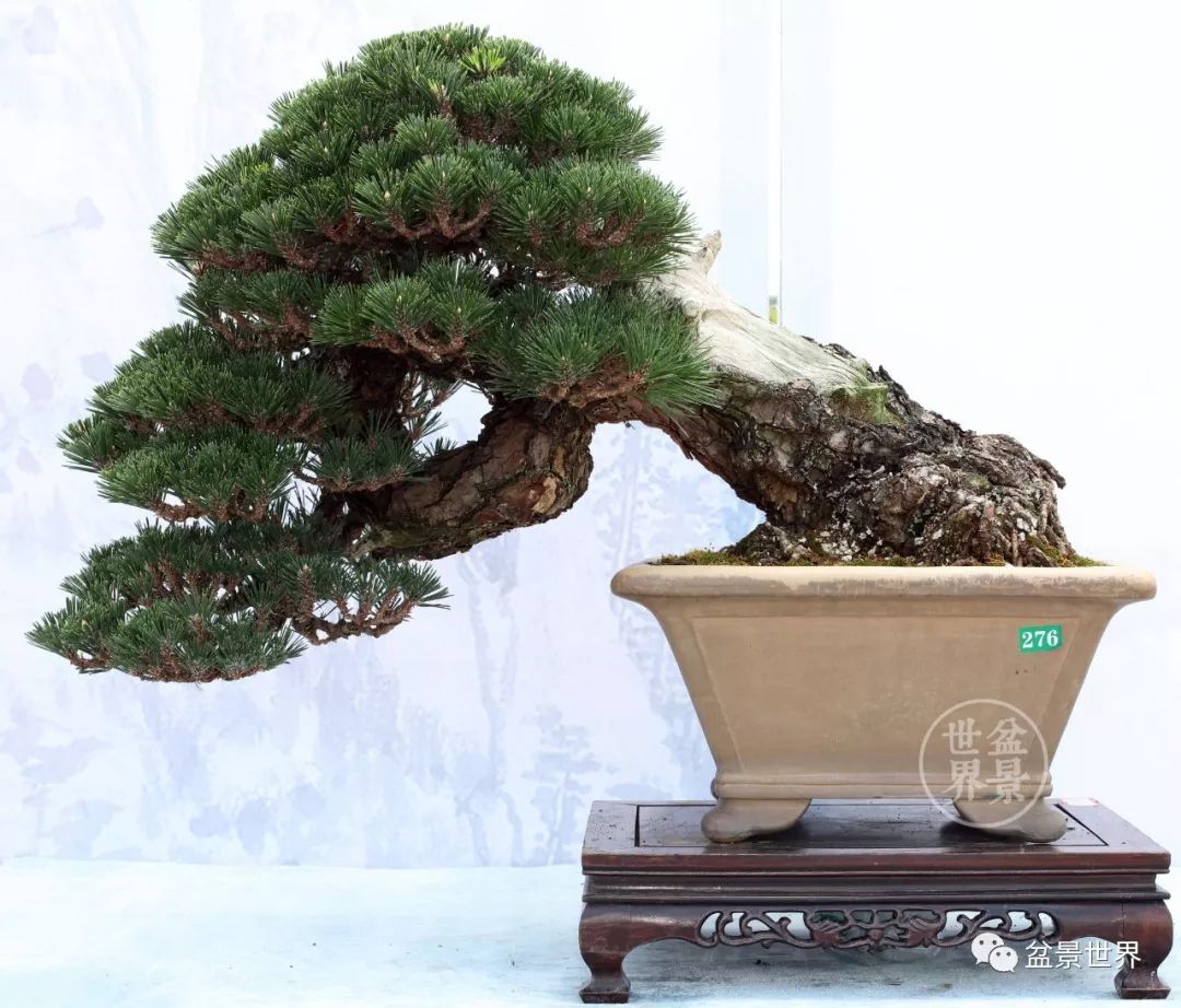 精品黑松盆景欣赏,富贵大气的盆景有哪些