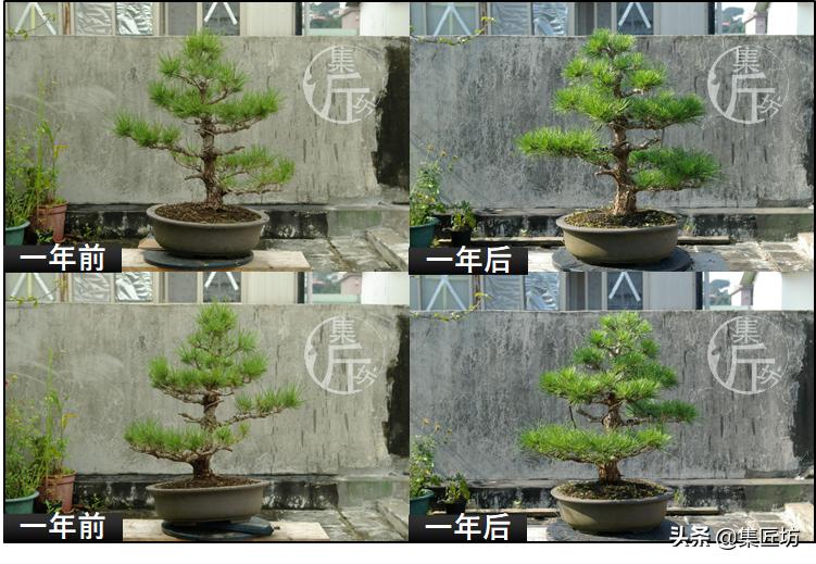 黑松盆景造型实例图解 (小型黑松造型盆景)