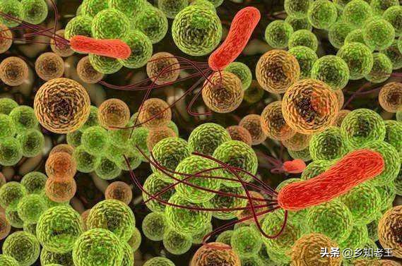 白绢病暴发期花生,花生地里白绢病用什么药最有效果