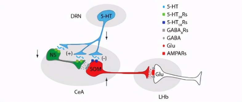 连发两篇！中科大张智组在疼痛—抑郁的神经环路方面取得重要进展