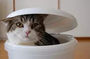 网友哭了：抓破沙发、抓坏窗帘，猫咪为什么那么喜欢到处磨爪子？