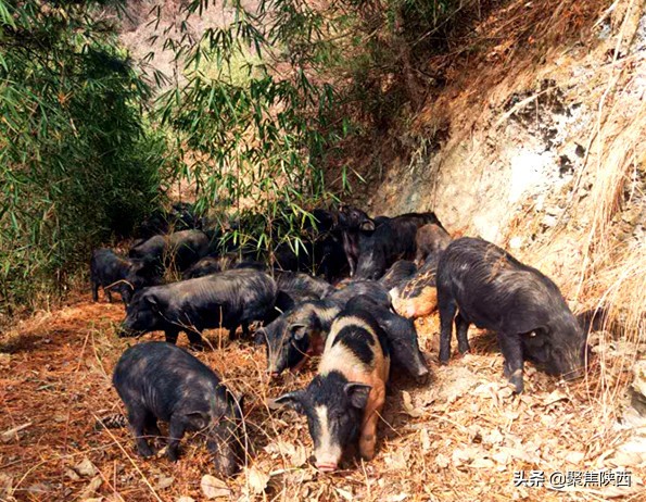 鍑ゅ摜鍔╁姏鏂颁汉,鍐滄潙鍒涗笟鍑ゅ摜