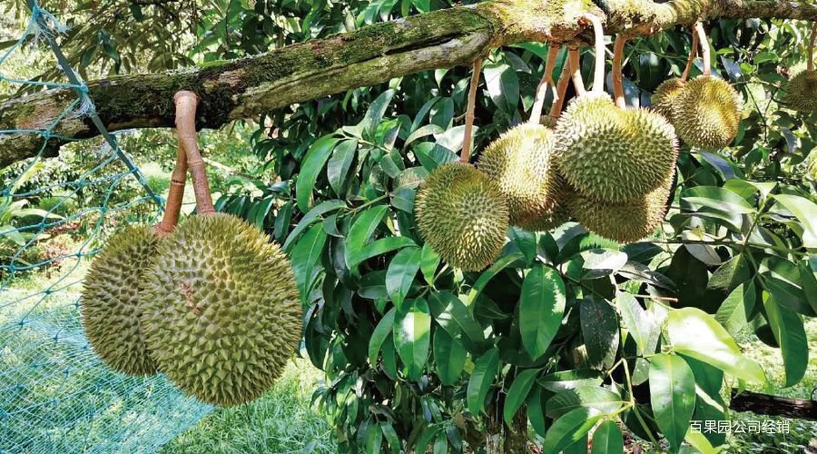 猫山王榴莲上市了吗,猫山王榴莲几月份成熟上市