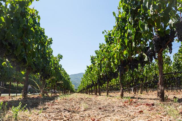 拉菲玫瑰红酒,拉菲传奇波尔多赤霞珠干红葡萄酒