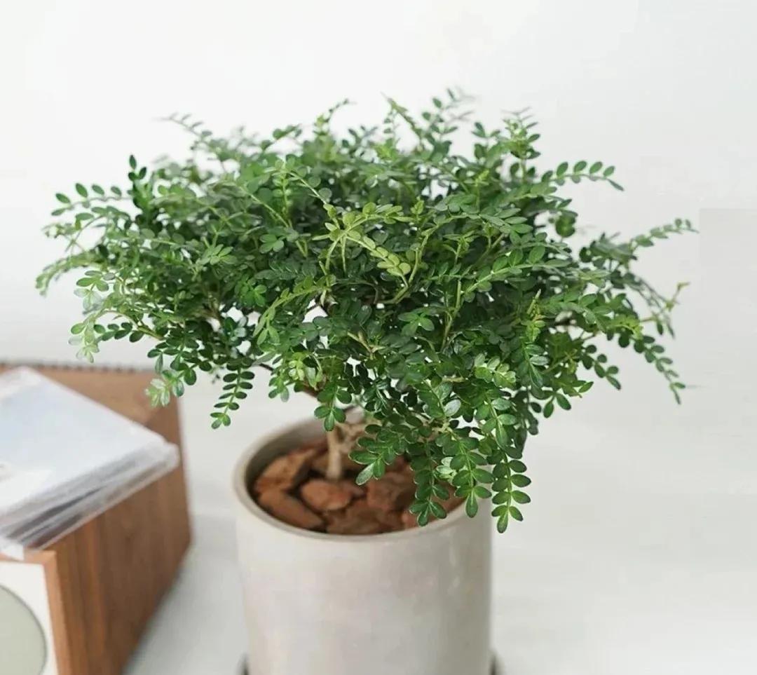 有没有什么大自然香味的香水,大自然清新的香水纯天然