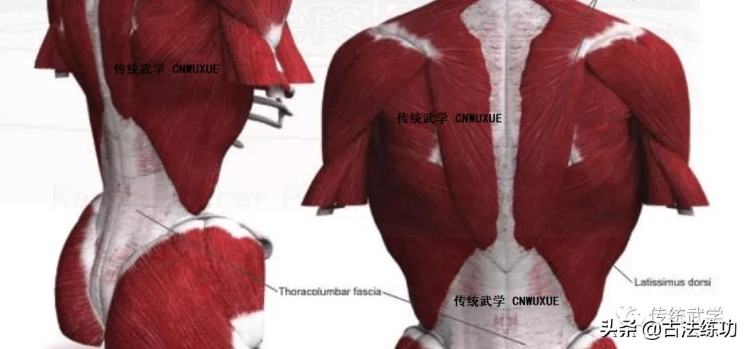 开肩减胯,提胯压肩这个动作怎么做