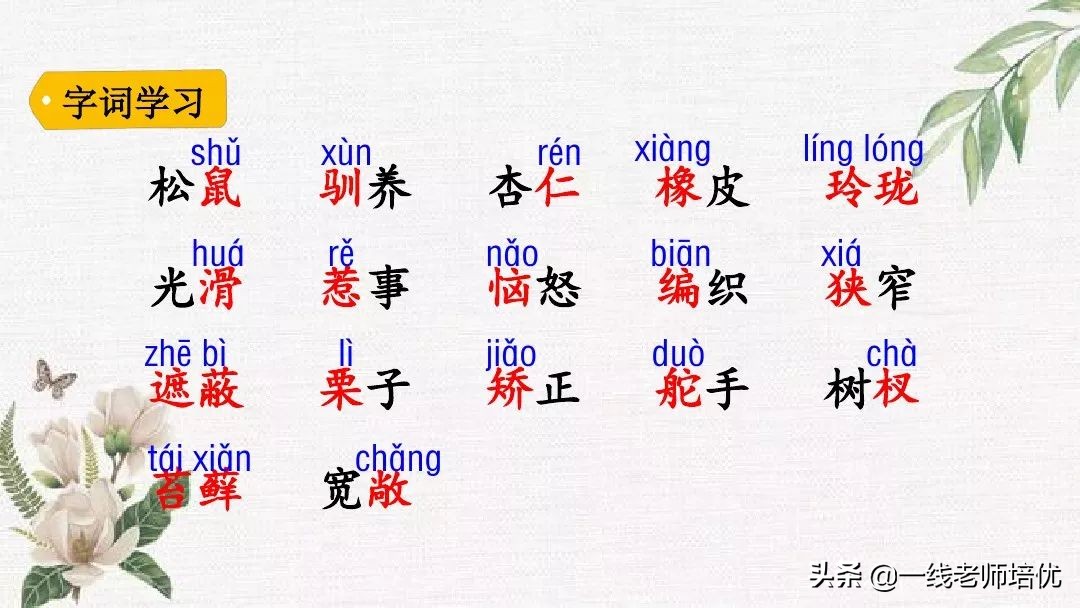 语文五年级上册第17课松鼠资料,部编版五年级上册第17课松鼠课件