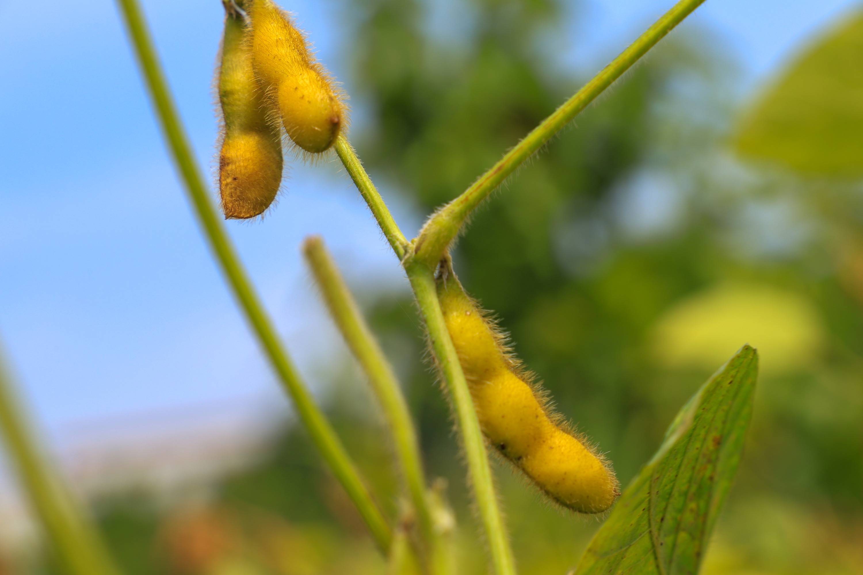 豆花芋圆红豆,点豆花怎么豆花多