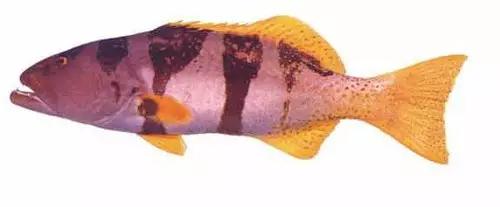 十种受欢迎的海鲜鱼类,最名贵的海鲜鱼类