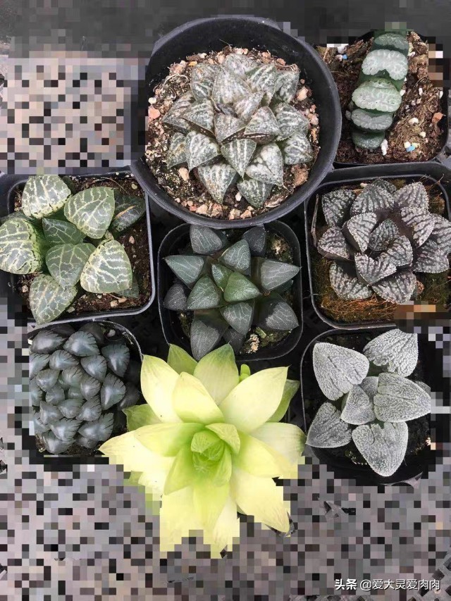 多肉什么品种好养还好看,十二卷多肉最漂亮的品种