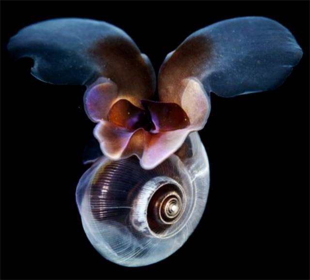 考拉或将被列为濒危物种,人类只要活着,就在物种灭绝做“贡献”