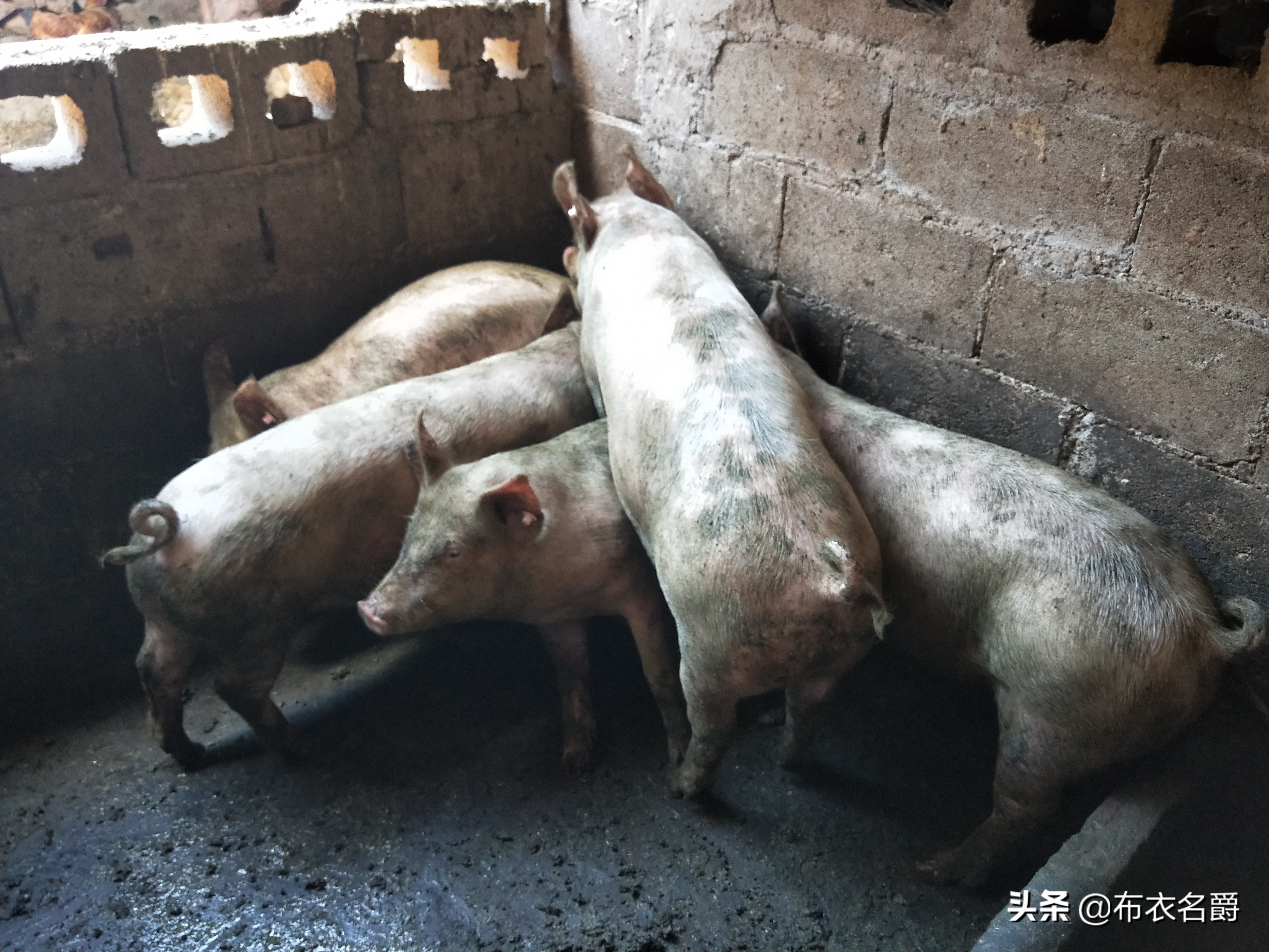 猪败血性链球菌的治疗处方,猪附红细胞体病最佳治疗