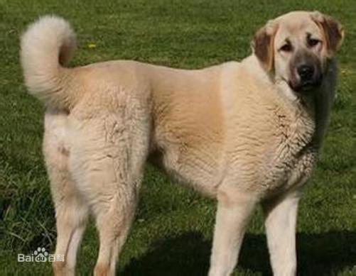 宠物狗大全免费观看,什么狗最好养又听话又聪明大型犬