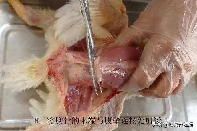 家禽与家禽解剖的不同点,家禽疾病诊断及解剖步骤