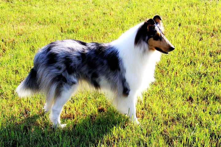 最聪明的十大狗狗品种介绍,史上最全的狗狗品种记得收藏