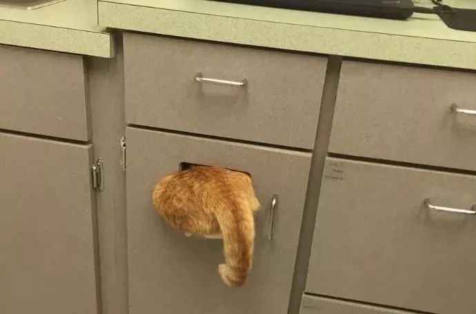 猫咪为什么特别能记仇,猫咪为什么经常偷袭猫主人