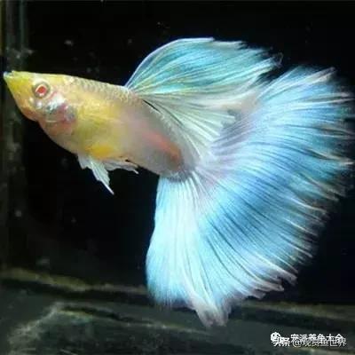 15个孔雀鱼品系图鉴绝美版,15个孔雀鱼品系图鉴