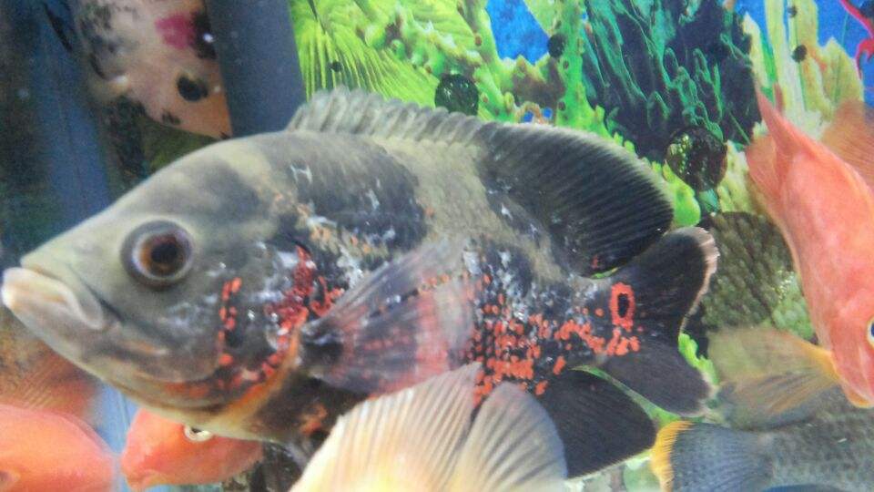 如何培养地图鱼的好动性,地图鱼可以与黑尾大勾一起养吗