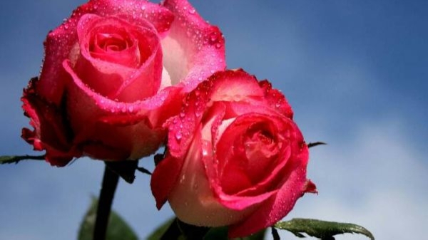 爱一个人要怎么做才算爱,爱了一个不该爱的人怎么办