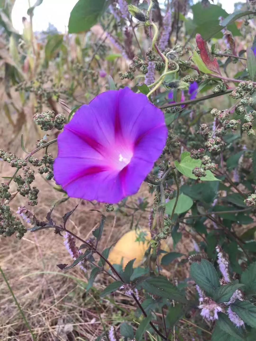 美丽的牵牛花故事,美丽的牵牛花视频